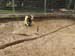 int1_furrow