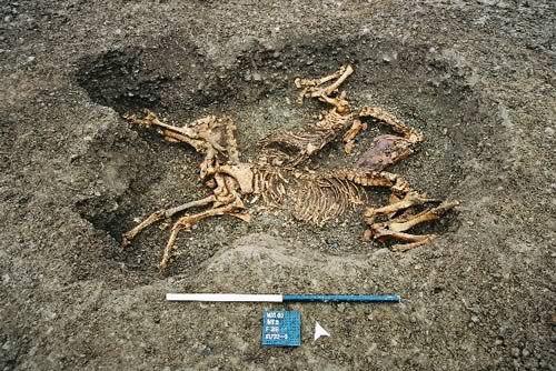 Horse burials c1732 and 1733 after complete excavation