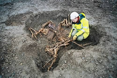 Steve Rowland excavating horse burials c1732 and c1733