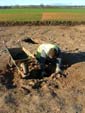 seeding the features