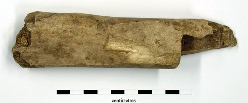 cut long bone horse metapodial