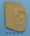 dog print on a fragment of roof tile