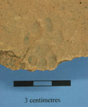 cat print