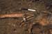 Inhumation 139 ring detail