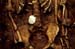Close-up of pilgrim scallop shell