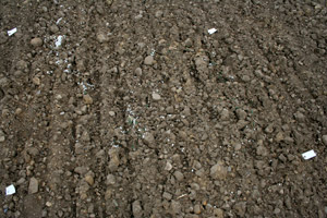 surface scatter